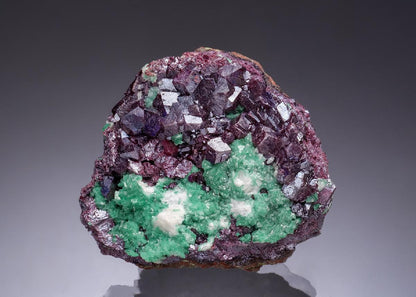 CC53330 specimen image