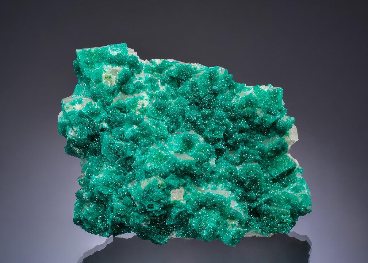 CC53378 specimen image
