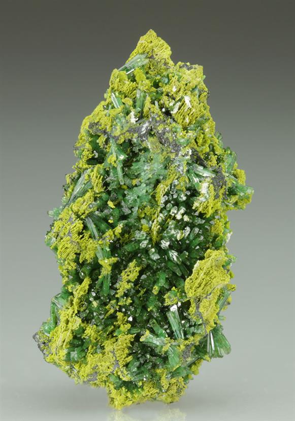 CC5338 specimen image