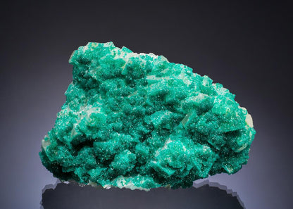 CC53446 specimen image