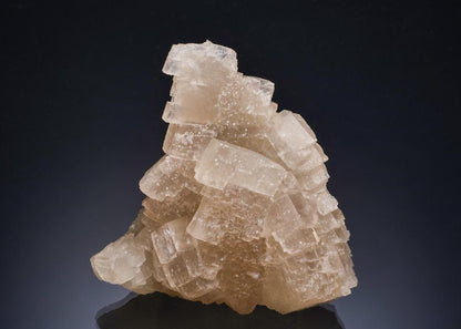 CC53466 specimen image