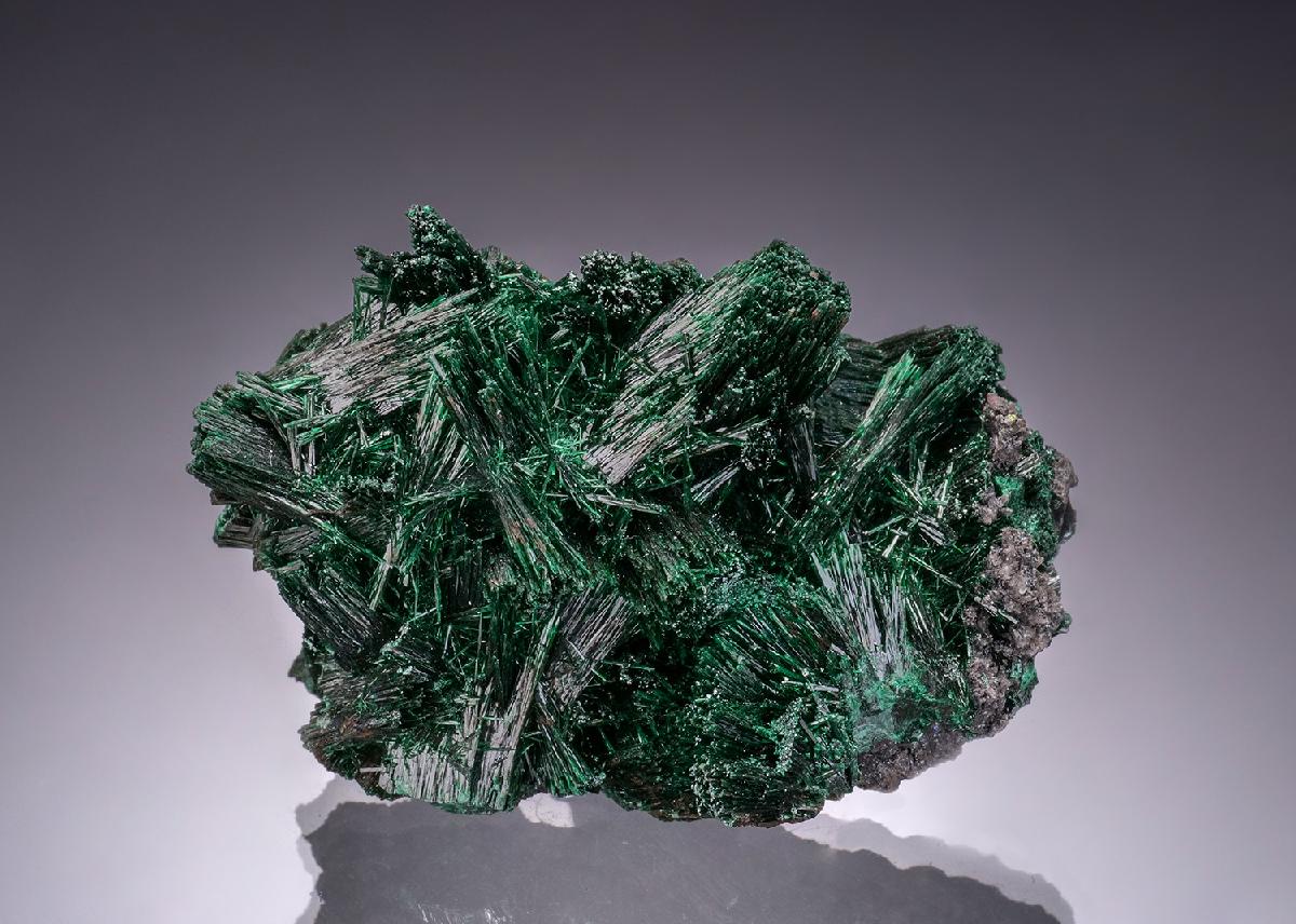 CC53496 specimen image
