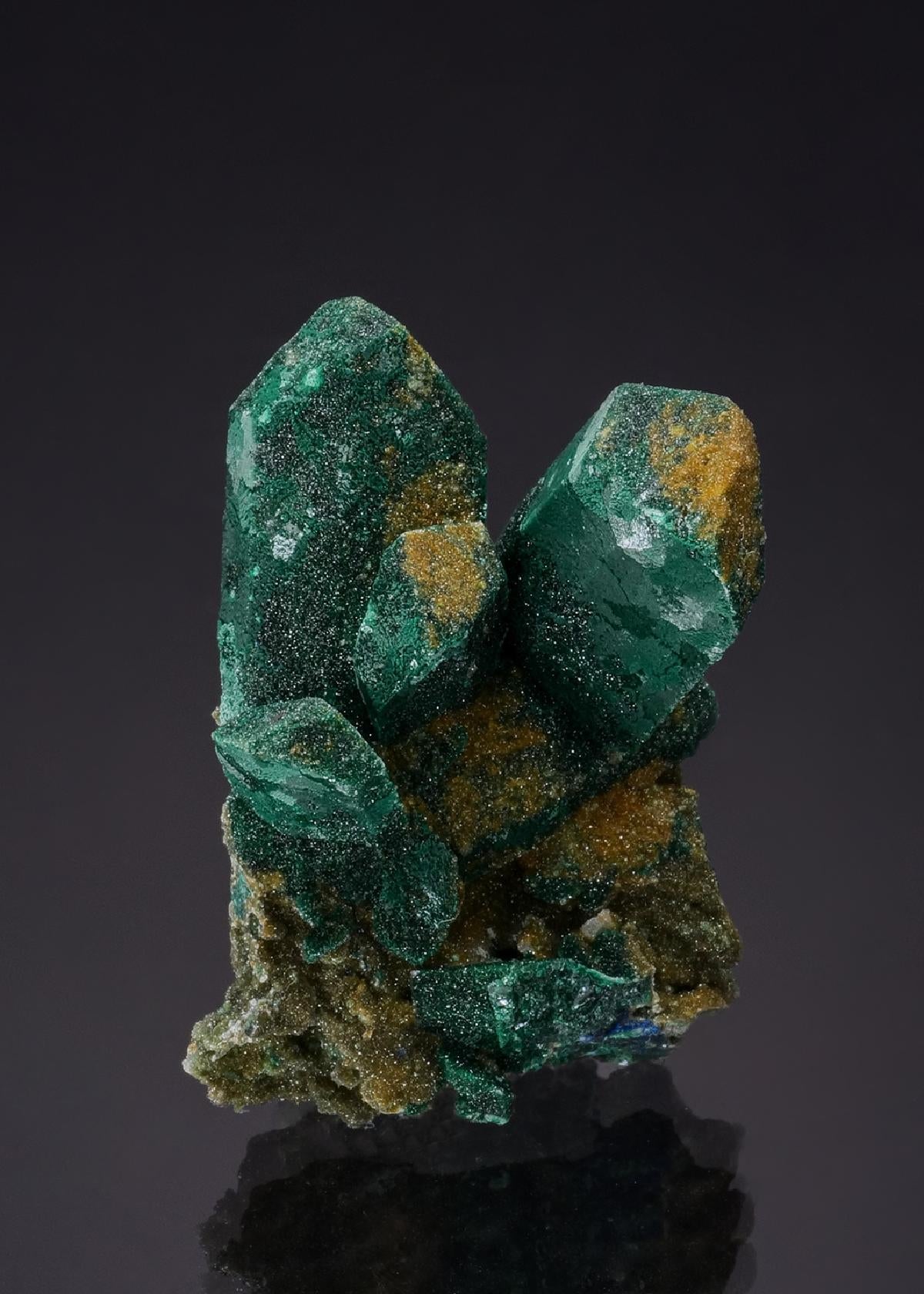 CC53586 specimen image