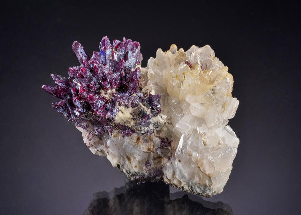 CC53770 specimen image
