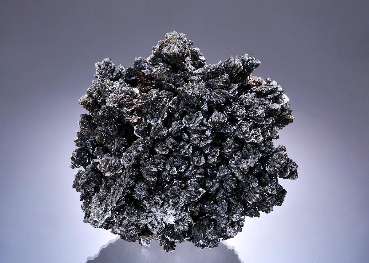 CC53873 specimen image