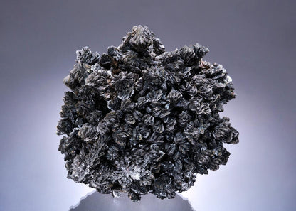 CC53873 specimen image