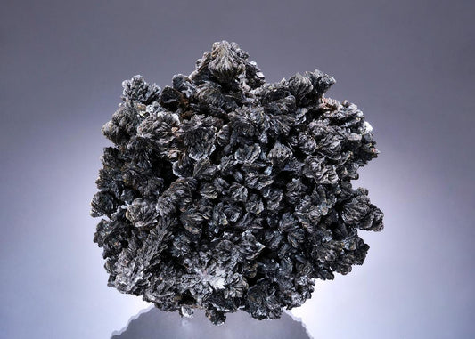 CC53873 specimen image