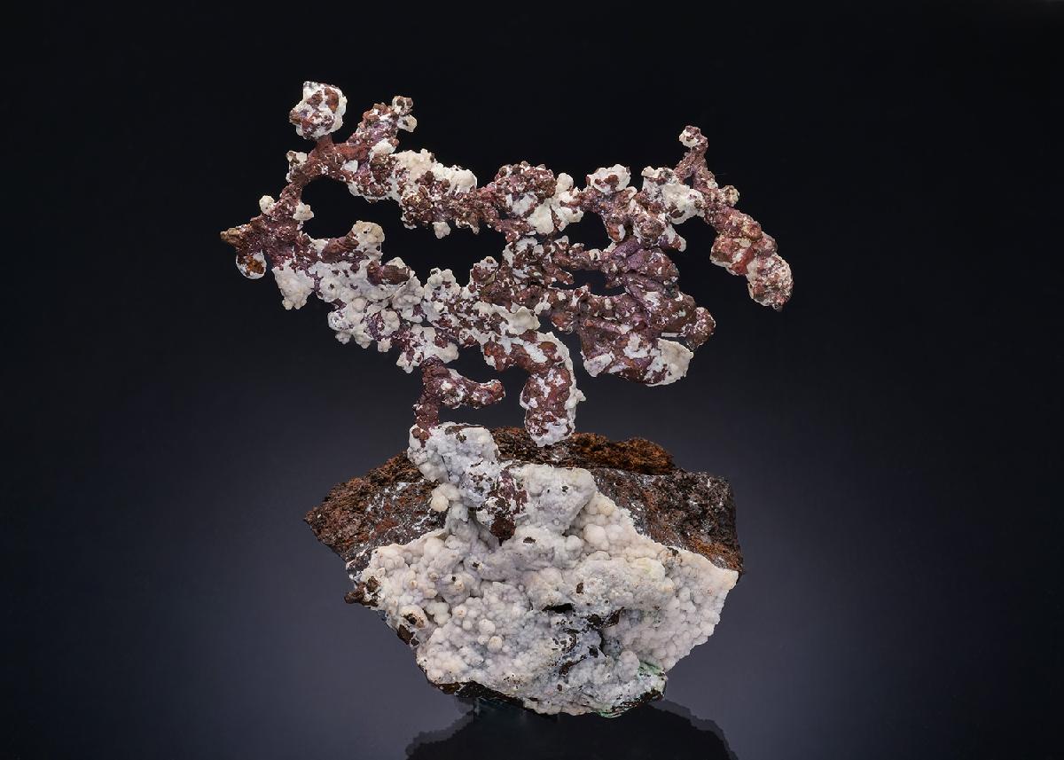 CC53992 specimen image