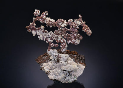 CC53992 specimen image