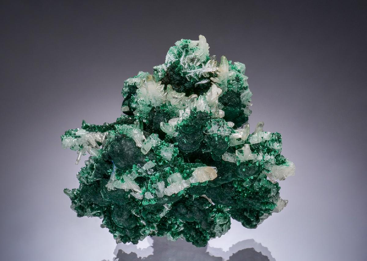 CC54388 specimen image