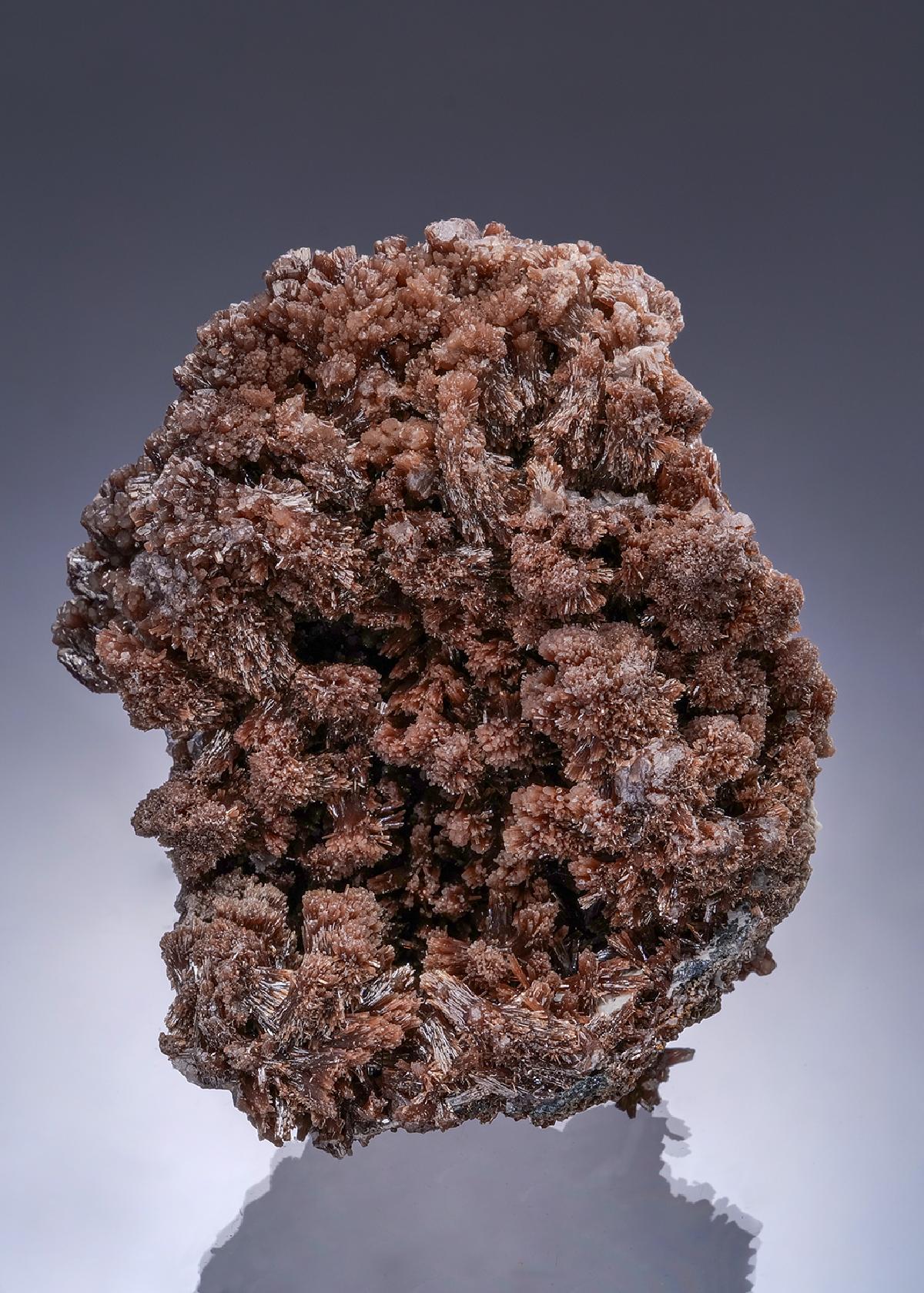 CC54460 specimen image