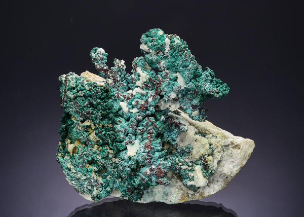 CC54484 specimen image