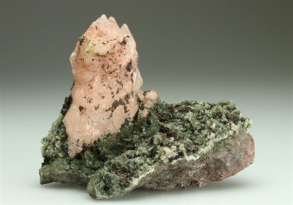 CC5461 specimen image