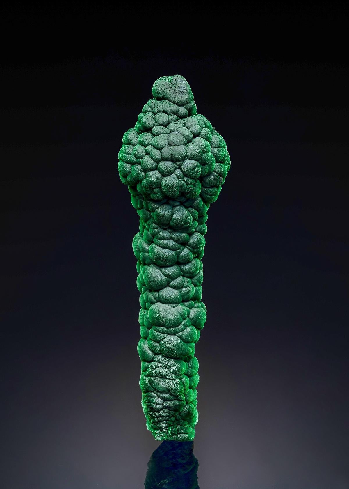 CC54626 specimen image