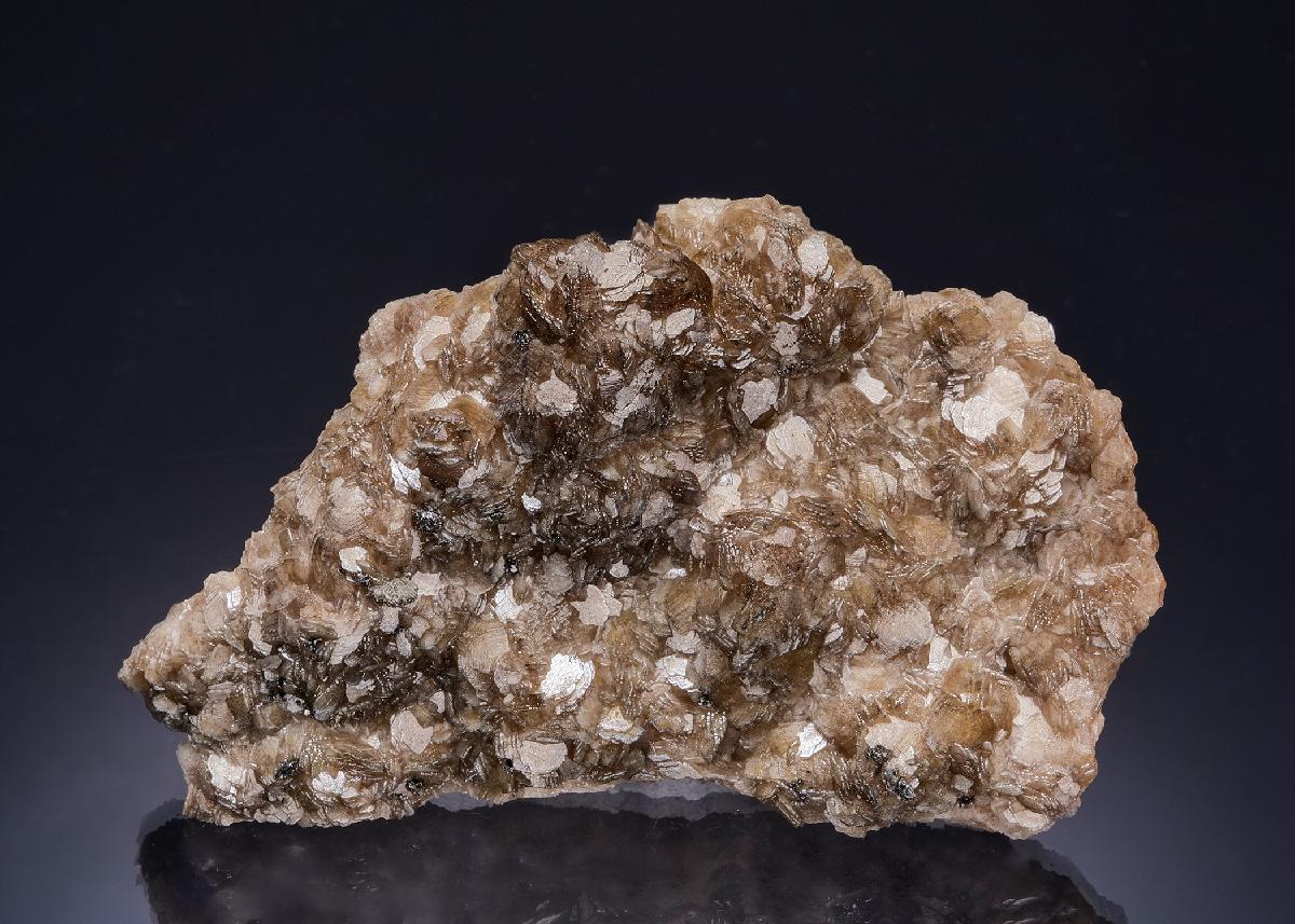 CC54638 specimen image
