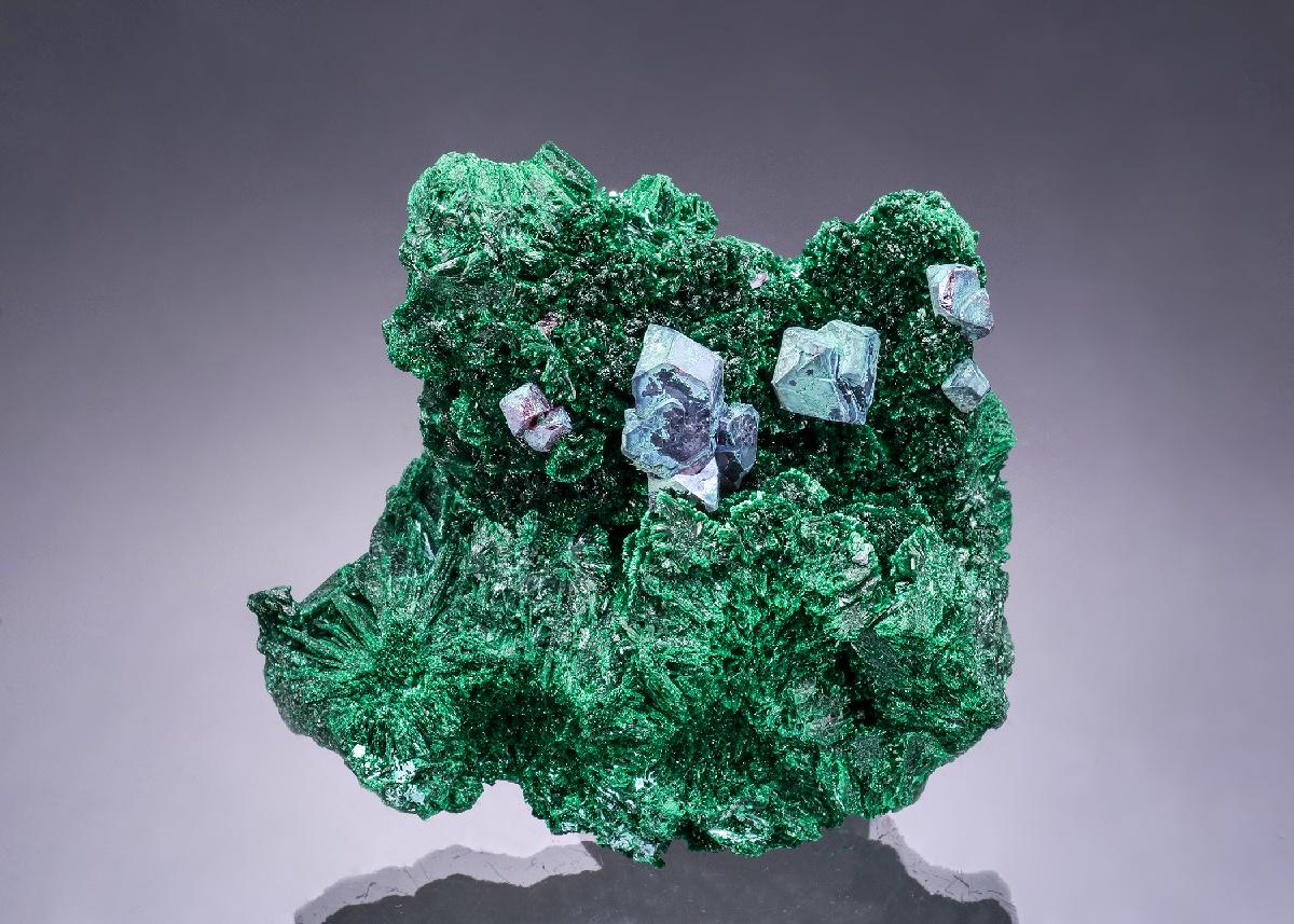 CC54680 specimen image