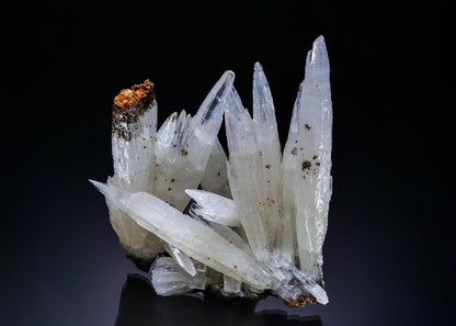 CC55190 specimen image