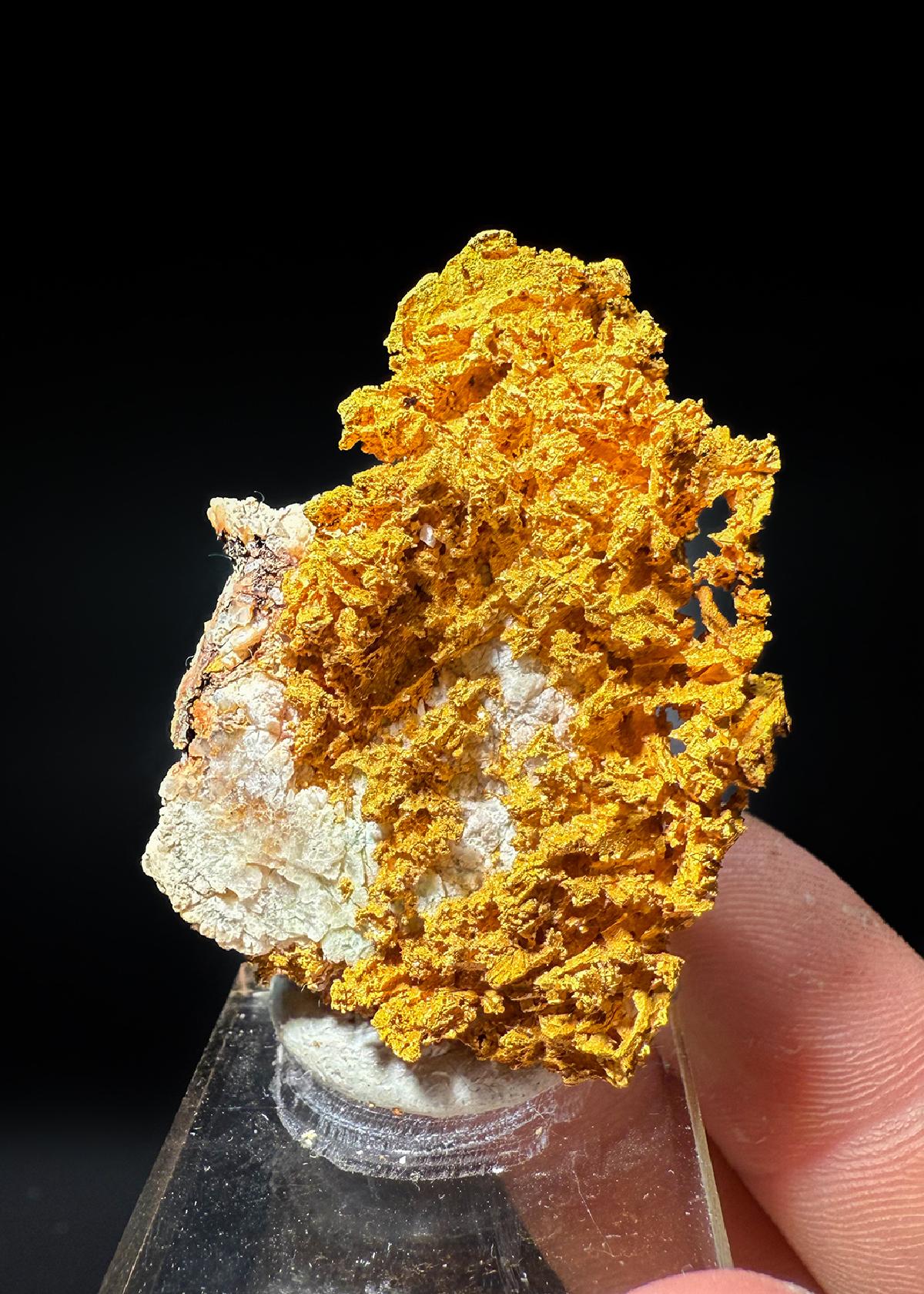 CC55252 specimen image