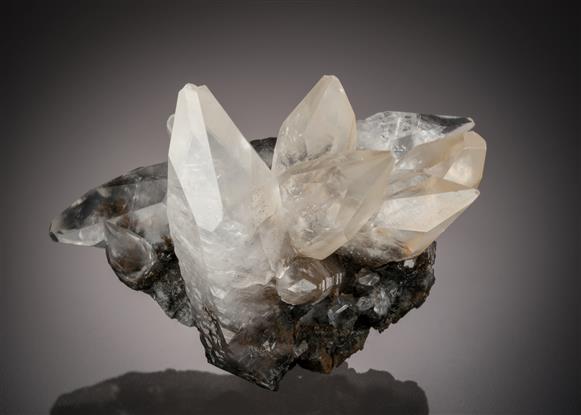 CC5562 specimen image