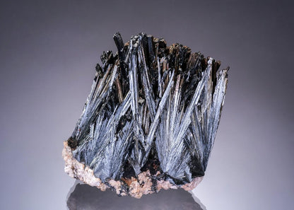 CC55900 specimen image