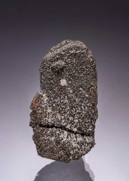 CC55924 specimen image