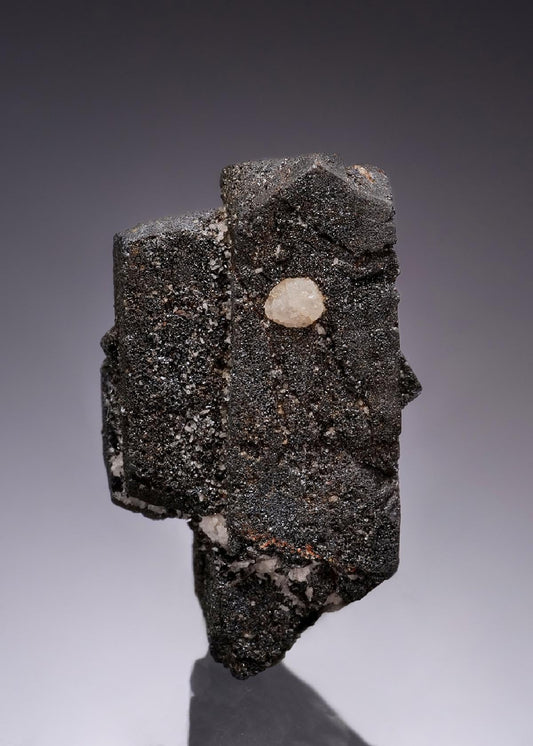CC55926 specimen image