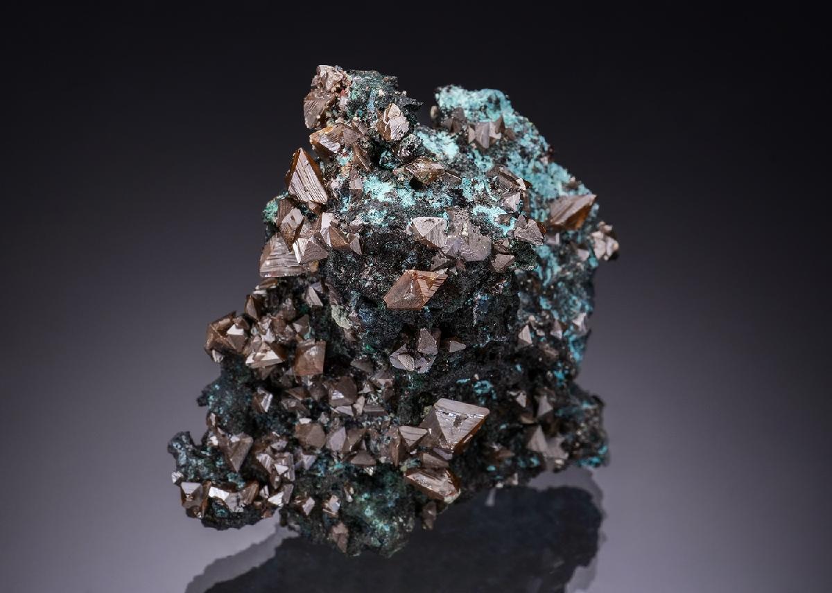 CC55978 specimen image