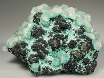 CC559 specimen image