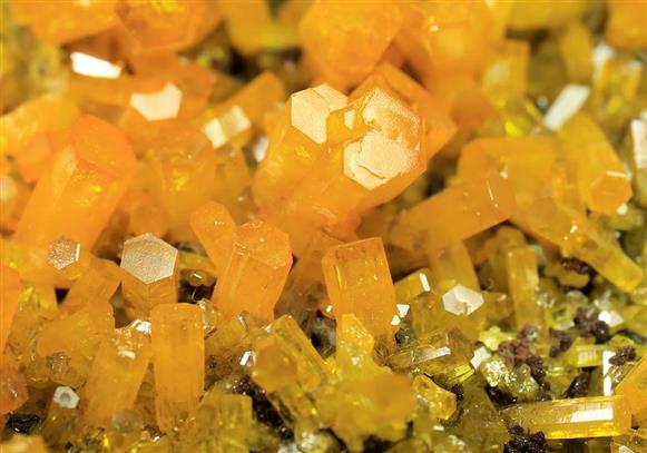 CC5607 specimen image