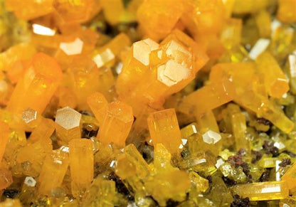 CC5607 specimen image
