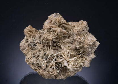 CC56208 specimen image