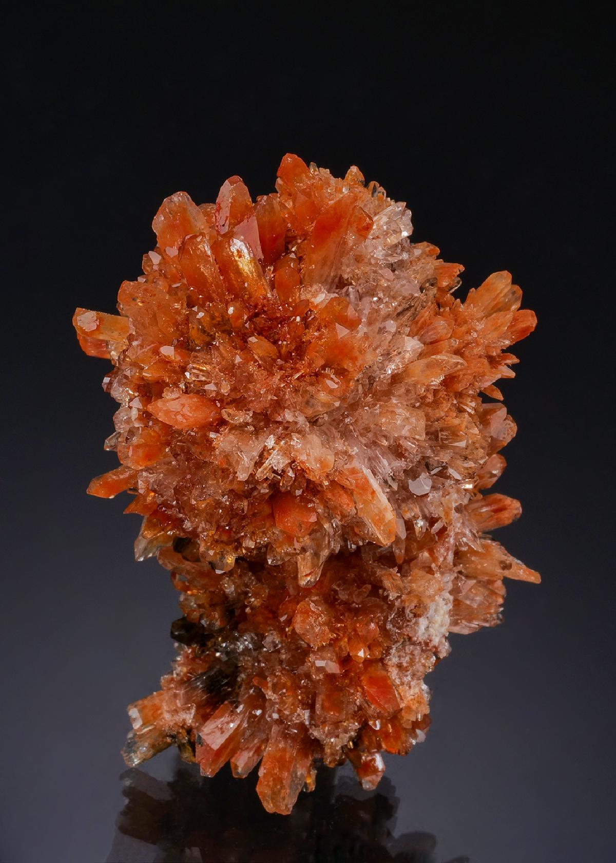 CC56224 specimen image
