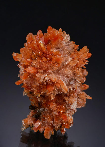 CC56224 specimen image