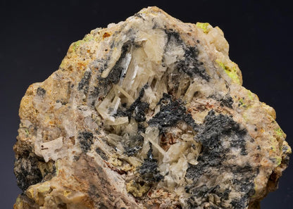 CC56246 specimen image