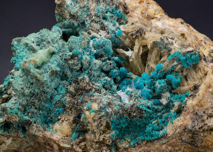 CC56248 specimen image