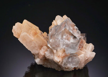 CC56278 specimen image