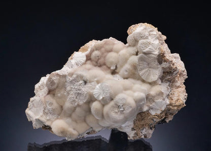 CC56400 specimen image
