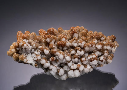 CC56418 specimen image