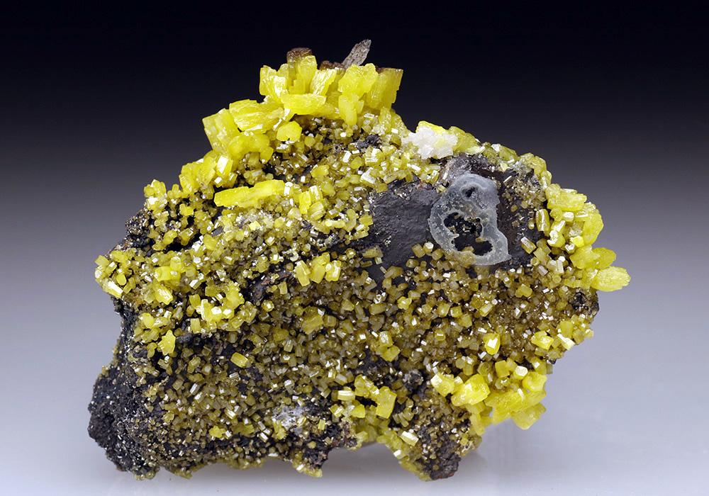 CC5650 specimen image