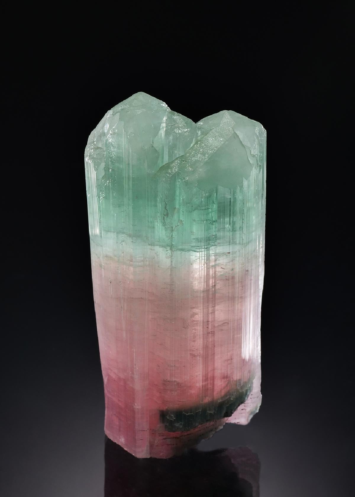 CC56508 specimen image