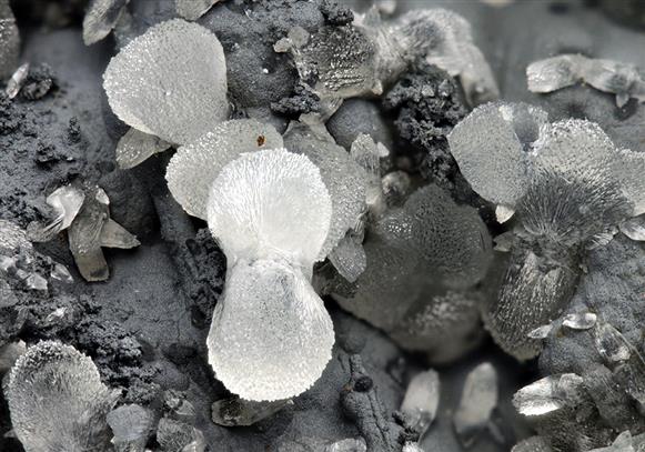 CC5698 specimen image