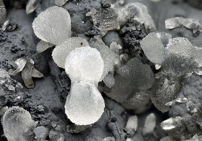 CC5698 specimen image