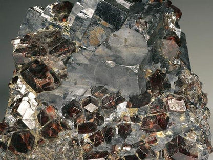 CC569 specimen image