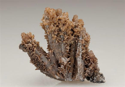 CC5711 specimen image