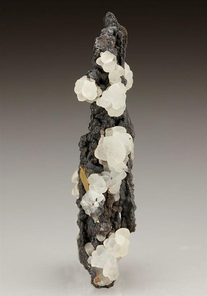 CC5714 specimen image
