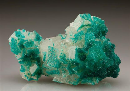 CC5728 specimen image