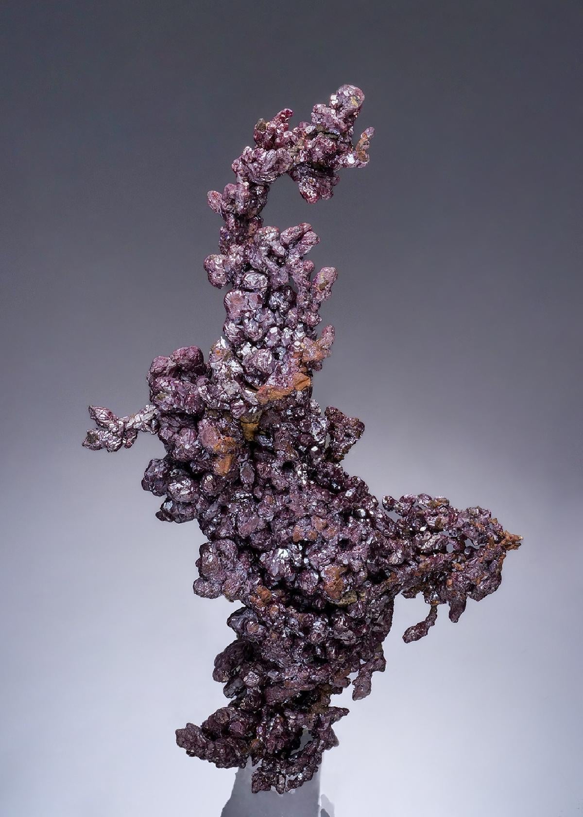 CC57332 specimen image