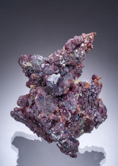 CC57372 specimen image