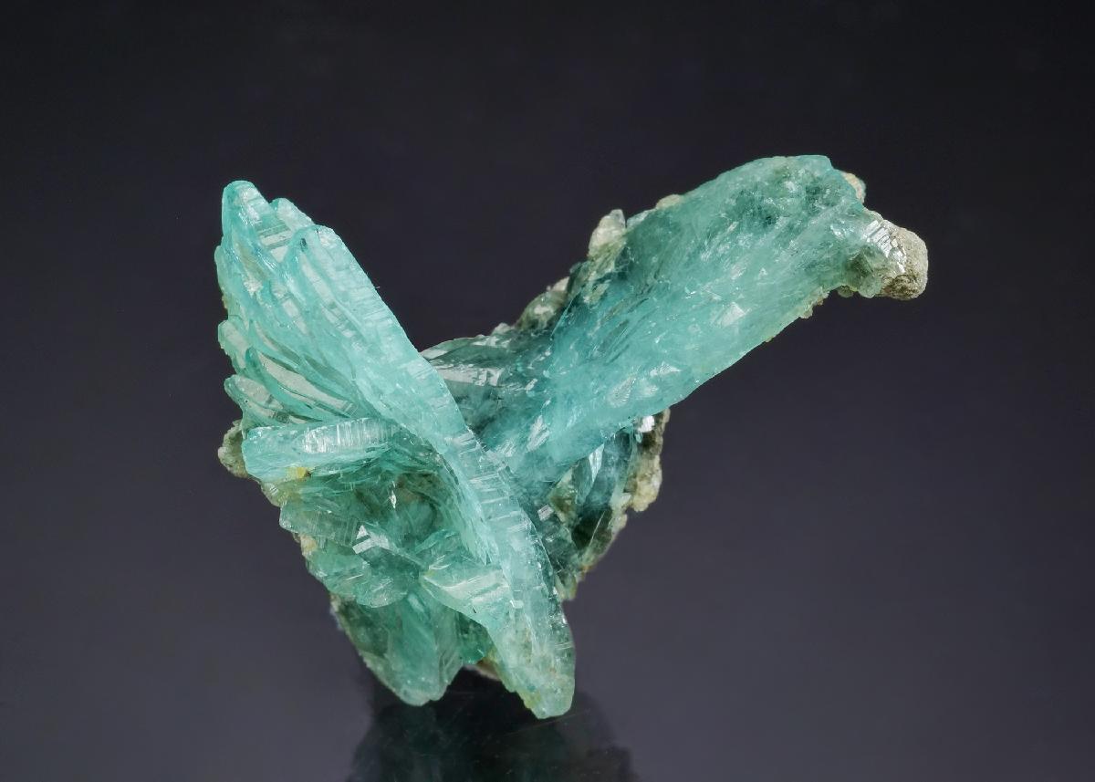 CC57564 specimen image