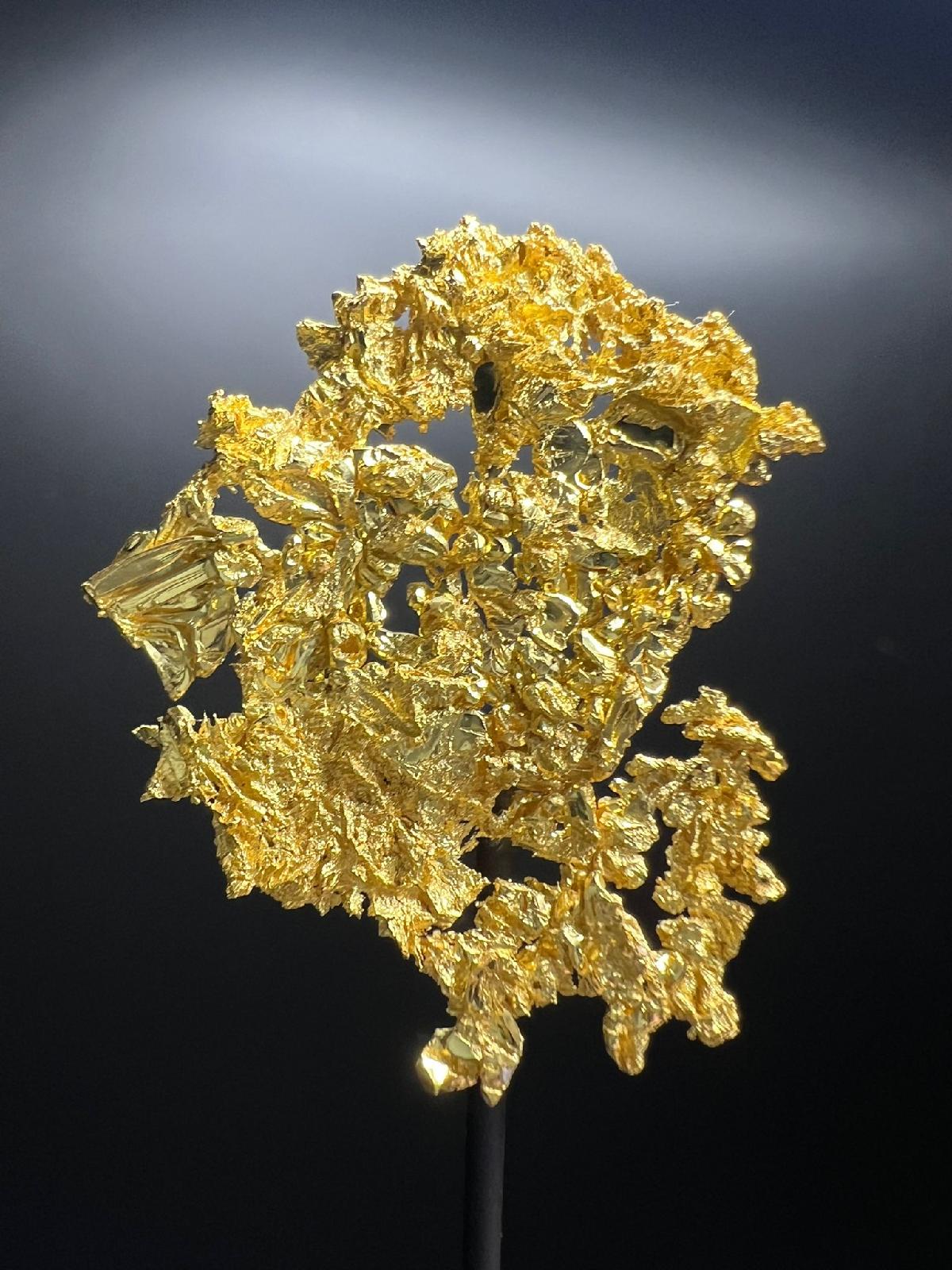 CC58217 specimen image
